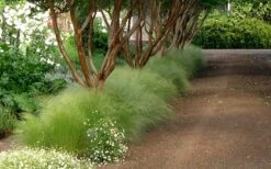 Pony Tails Mexican Feather Grass - Stipa Tennuissima - 1 Gallon Pot -Garden Plant Shop Picture Stipa Tenuissima 10 2