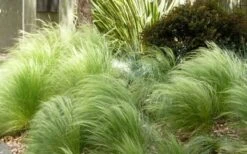 Pony Tails Mexican Feather Grass - Stipa Tennuissima - 6 Pack Of 1 Gallon Pots -Garden Plant Shop Picture Stipa Tenuissima 7