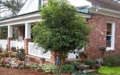 Fragrant White Tea Olive - 3 Gallon Pot 11 Fragrant White Tea Olive - 3 Gallon Pot -Garden Plant Shop Picture Tea Olive Tree