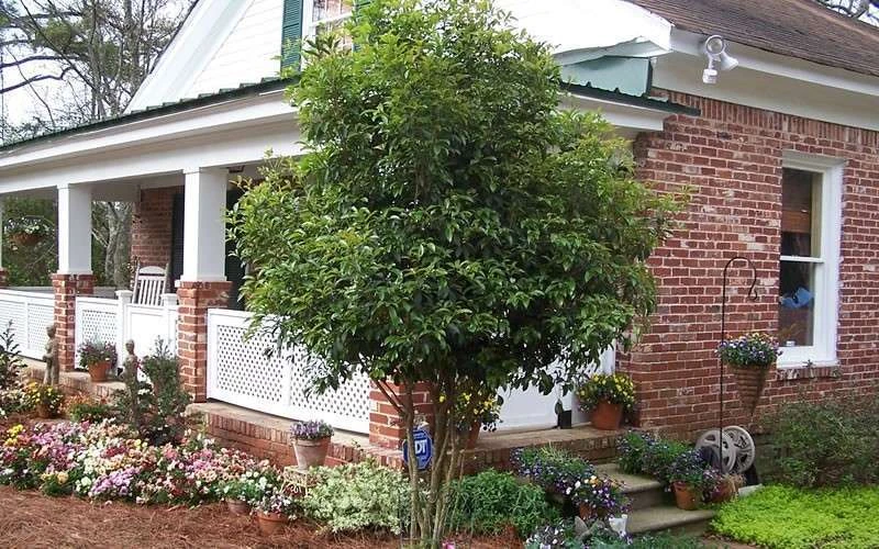 Fragrant White Tea Olive - 3 Gallon Pot 6 Fragrant White Tea Olive - 3 Gallon Pot - Image 6