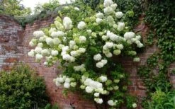Chinese Snowball Viburnum Bush - 7 Gallon Pot (2-3') -Garden Plant Shop Picture Viburnum Chinese Snowball Espalier