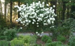 Chinese Snowball Viburnum Bush - 7 Gallon Pot (3-4') -Garden Plant Shop Picture Viburnum Chinese Snowball Tree 1 3