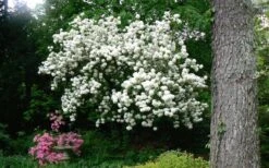 Chinese Snowball Viburnum Bush - 3 Gallon Pot -Garden Plant Shop Picture Viburnum Chinese Snowball Tree 2 1