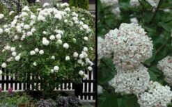 Fragrant Snowball Viburnum Carlecephalum - 3 Gallon Pot 11 Fragrant Snowball Viburnum Carlecephalum - 3 Gallon Pot -Garden Plant Shop Picture Viburnum Fragrant Snowball 4