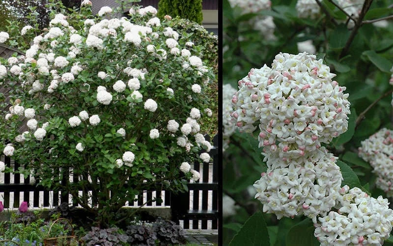 Fragrant Snowball Viburnum Carlecephalum - 3 Gallon Pot 4 Fragrant Snowball Viburnum Carlecephalum - 3 Gallon Pot - Image 4