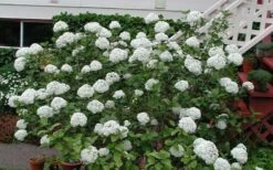 Fragrant Snowball Viburnum Carlecephalum - 3 Gallon Pot 13 Fragrant Snowball Viburnum Carlecephalum - 3 Gallon Pot -Garden Plant Shop Picture Viburnum Fragrant Snowball Carlcephalum 2