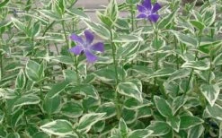 Variegated Bigleaf Periwinkle - Vinca Major 'Variegata' - 10 Pack Of Pint Pots -Garden Plant Shop Picture Vinca Major Variegated 4