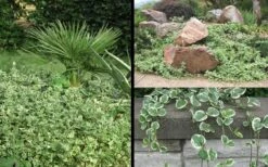 Variegated Bigleaf Periwinkle - Vinca Major 'Variegata' - 10 Pack Of Pint Pots -Garden Plant Shop Picture Vinca Major Variegated 6