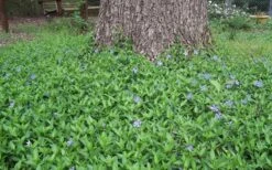 Evergreen Periwinkle - Vinca Minor - 18 Count Flat Of Pint Pots -Garden Plant Shop Picture Vinca Minor Around tree
