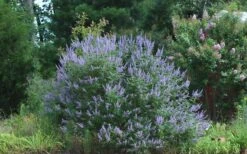 Blue Chaste Tree - Vitex Agnus-castus - 1 Gallon Pot -Garden Plant Shop Picture Vitex Chaste Tree 4 1