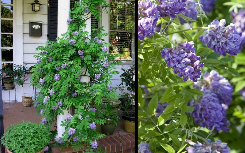Amethyst Falls Wisteria Vine - 2 Gallon Pot 6 Amethyst Falls Wisteria Vine - 2 Gallon Pot - Image 6