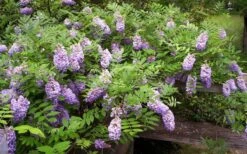 Amethyst Falls Wisteria Vine - 2 Gallon Pot 15 Amethyst Falls Wisteria Vine - 2 Gallon Pot -Garden Plant Shop Picture Wisteria Amethyst Falls 5 2