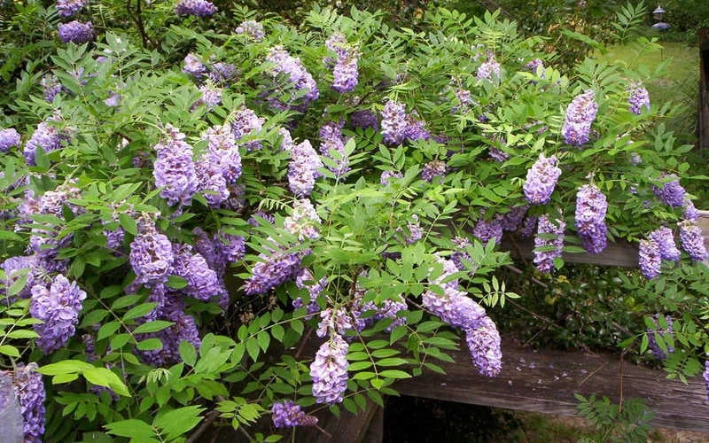 Amethyst Falls Wisteria Vine - 2 Gallon Pot 7 Amethyst Falls Wisteria Vine - 2 Gallon Pot - Image 7