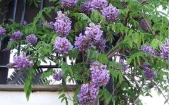 Amethyst Falls Wisteria Vine - 1 Gallon Pot -Garden Plant Shop Picture Wisteria Amethyst Falls Vine 1 1