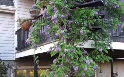 Amethyst Falls Wisteria Vine - 2 Gallon Pot 16 Amethyst Falls Wisteria Vine - 2 Gallon Pot -Garden Plant Shop Picture Wisteria Amethyst Falls Vine 3