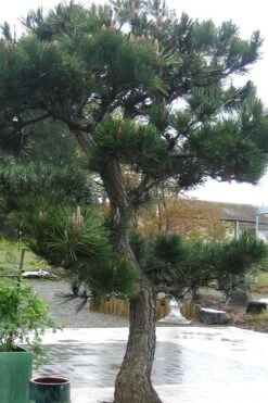 Japanese Black Pine - Pinus Thunbergii - 3 Gallon Pot 16 Japanese Black Pine - Pinus Thunbergii - 3 Gallon Pot -Garden Plant Shop Pine Japanese Black 11