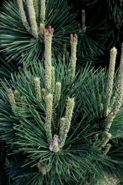 Japanese Black Pine - Pinus Thunbergii - 3 Gallon Pot 17 Japanese Black Pine - Pinus Thunbergii - 3 Gallon Pot -Garden Plant Shop Pine Japanese Black 29