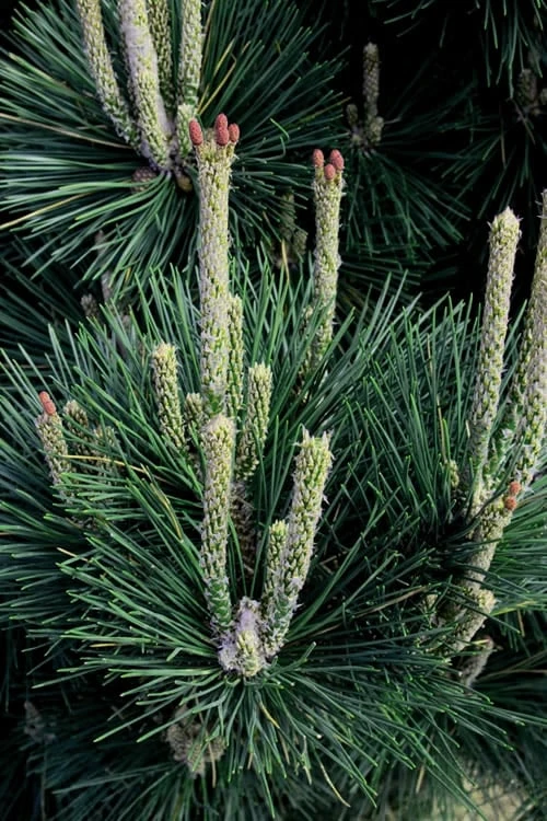 Japanese Black Pine - Pinus Thunbergii - 3 Gallon Pot 9 Japanese Black Pine - Pinus Thunbergii - 3 Gallon Pot - Image 9