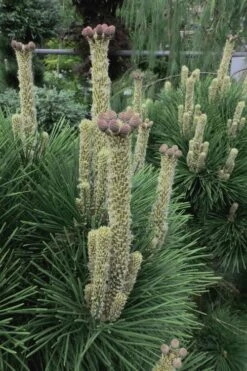 Japanese Black Pine - Pinus Thunbergii - 3 Gallon Pot