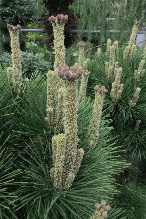 Japanese Black Pine - Pinus Thunbergii - 3 Gallon Pot 1 Japanese Black Pine - Pinus Thunbergii - 3 Gallon Pot