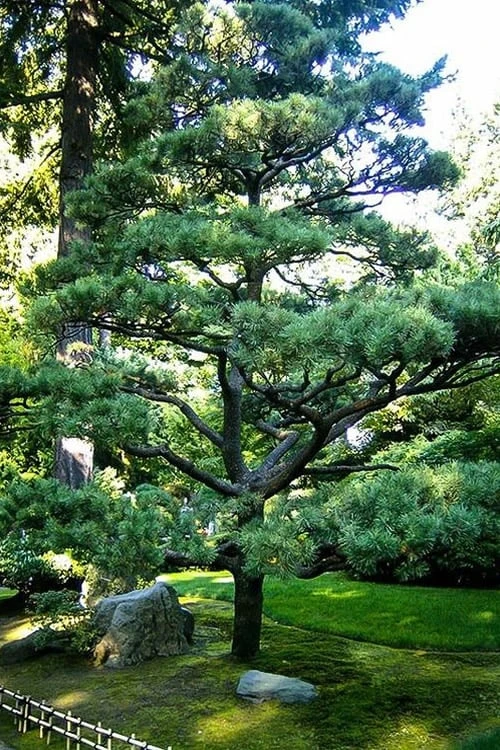 Japanese Black Pine - Pinus Thunbergii - 3 Gallon Pot 5 Japanese Black Pine - Pinus Thunbergii - 3 Gallon Pot - Image 5