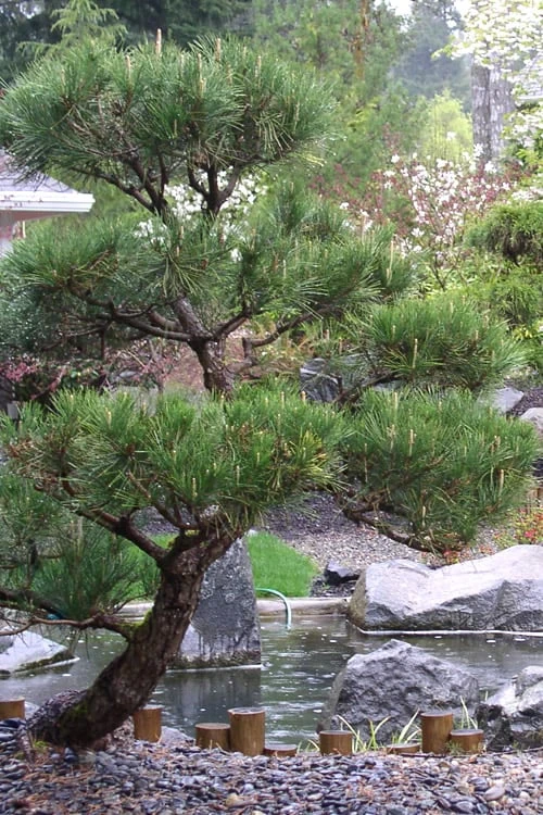 Japanese Black Pine - Pinus Thunbergii - 3 Gallon Pot 4 Japanese Black Pine - Pinus Thunbergii - 3 Gallon Pot - Image 4