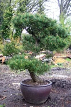 Japanese Black Pine - Pinus Thunbergii - 3 Gallon Pot 15 Japanese Black Pine - Pinus Thunbergii - 3 Gallon Pot -Garden Plant Shop Pine Japanese Black In Pot 1