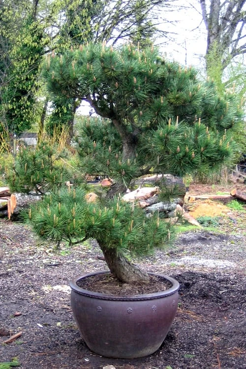 Japanese Black Pine - Pinus Thunbergii - 3 Gallon Pot 7 Japanese Black Pine - Pinus Thunbergii - 3 Gallon Pot - Image 7