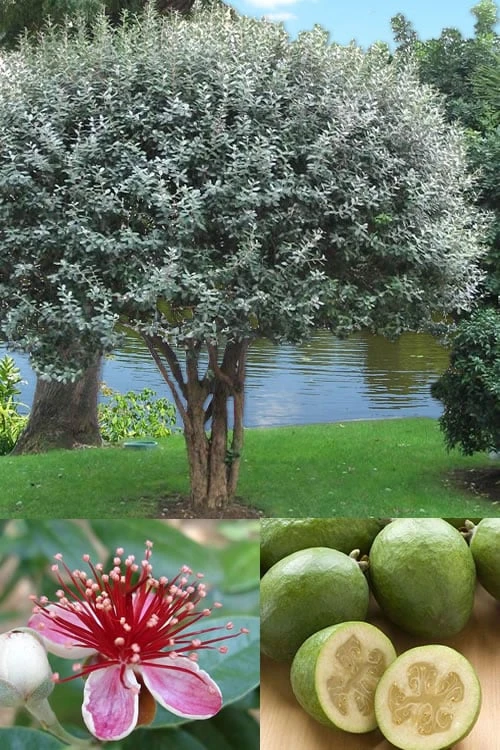 Pineapple Guava - Feijoa Sellowiana - 3 Gallon Pot 1 Pineapple Guava - Feijoa Sellowiana - 3 Gallon Pot