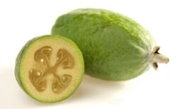 Pineapple Guava - Feijoa Sellowiana - 3 Gallon Pot 17 Pineapple Guava - Feijoa Sellowiana - 3 Gallon Pot -Garden Plant Shop Pineapple Guava Fruit 1