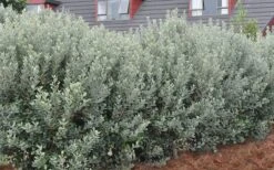 Pineapple Guava -Feijoa Sellowiana - 7 Gallon Pot -Garden Plant Shop Pineapple Guava Hedge 1