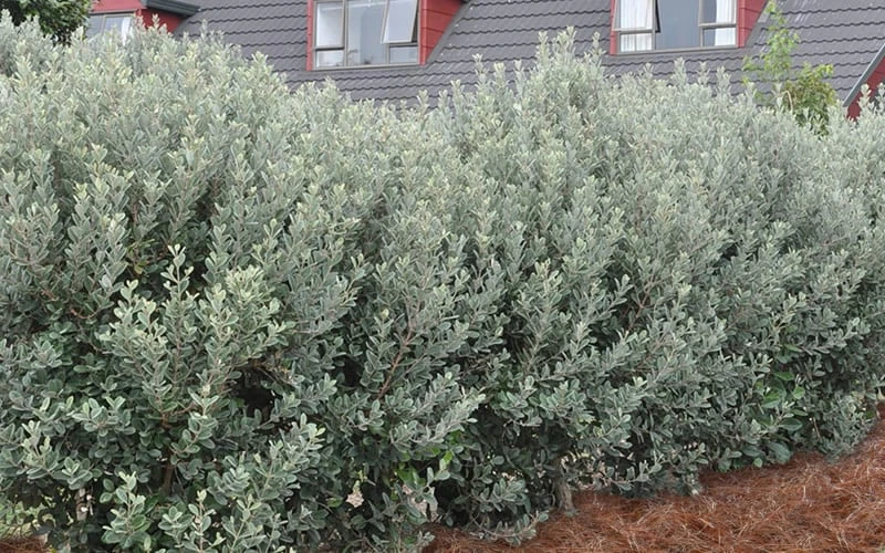 Pineapple Guava - Feijoa Sellowiana - 3 Gallon Pot 7 Pineapple Guava - Feijoa Sellowiana - 3 Gallon Pot - Image 7