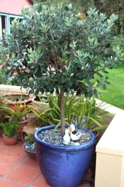 Pineapple Guava - Feijoa Sellowiana - 3 Gallon Pot 14 Pineapple Guava - Feijoa Sellowiana - 3 Gallon Pot -Garden Plant Shop Pineapple Guava In Pot 500x750 2