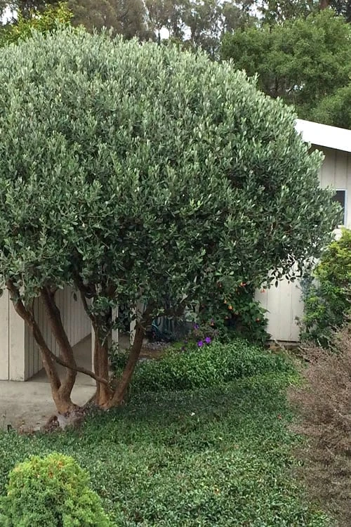 Pineapple Guava - Feijoa Sellowiana - 3 Gallon Pot 5 Pineapple Guava - Feijoa Sellowiana - 3 Gallon Pot - Image 5