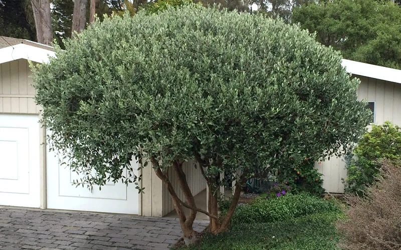 Pineapple Guava - Feijoa Sellowiana - 3 Gallon Pot 8 Pineapple Guava - Feijoa Sellowiana - 3 Gallon Pot - Image 8