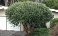 Pineapple Guava -Feijoa Sellowiana - 7 Gallon Pot -Garden Plant Shop Pineapple Guava Tree 22