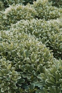 Mojo Dwarf Variegated Pittosporum - 2 Gallon Pot -Garden Plant Shop Pittosporum Mojo 11 1