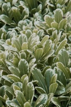 Mojo Dwarf Variegated Pittosporum - 1 Gallon Pot