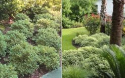 Mojo Dwarf Variegated Pittosporum - 2 Gallon Pot -Garden Plant Shop Pittosporum Mojo 6 1