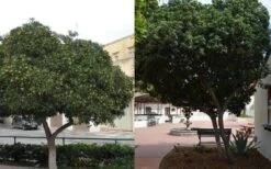 Green Pittosporum (Japanese Mock Orange) - 3 Gallon Pot -Garden Plant Shop Pittosporum Tree Form