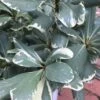Variegated Pittosporum (Japanese Mock Orange) - 3 Gallon Pot