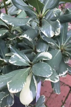 Variegated Pittosporum (Japanese Mock Orange) - 3 Gallon Pot