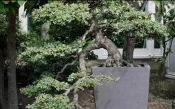 Variegated Pittosporum (Japanese Mock Orange) - 3 Gallon Pot 13 Variegated Pittosporum (Japanese Mock Orange) - 3 Gallon Pot -Garden Plant Shop Pittosporum Variegated Bonsai