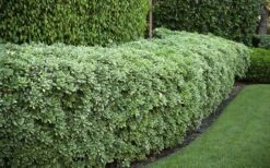 Variegated Pittosporum (Japanese Mock Orange) - 3 Gallon Pot 12 Variegated Pittosporum (Japanese Mock Orange) - 3 Gallon Pot -Garden Plant Shop Pittosporum variegated 50