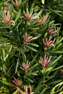 Mood Ring Podocarpus Macrophyllus - 2 Gallon Pot -Garden Plant Shop Podocarpus Mood Ring 1