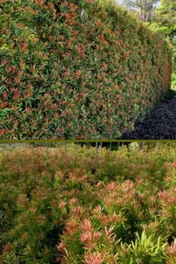 Mood Ring Podocarpus Macrophyllus - 2 Gallon Pot