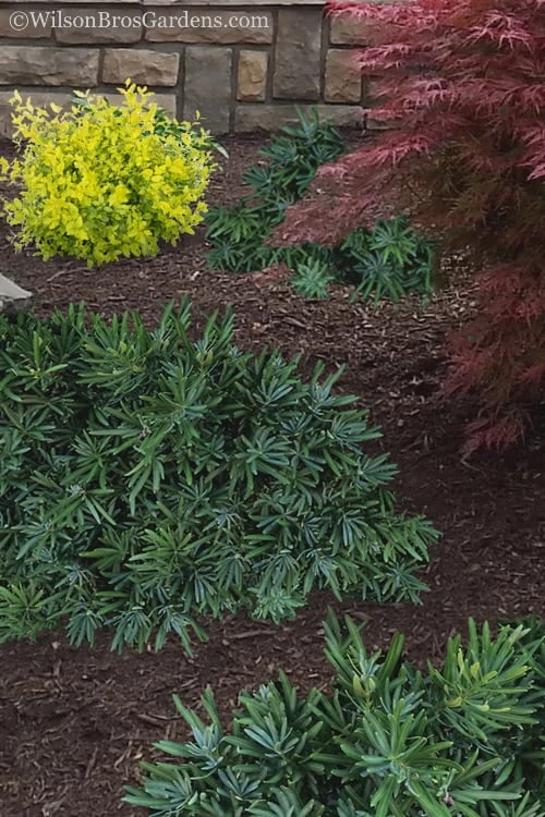 Pringles Dwarf Podocarpus Yew - 3 Gallon Pot 4 Pringles Dwarf Podocarpus Yew - 3 Gallon Pot - Image 4