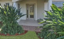 Pringles Dwarf Podocarpus Yew - 3 Gallon Pot 10 Pringles Dwarf Podocarpus Yew - 3 Gallon Pot -Garden Plant Shop Podocarpus Pringles 21 2