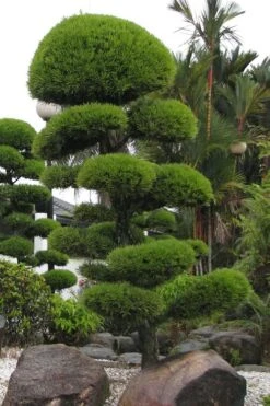 Podocarpus Macrophyllus Upright Yew - 1 Gallon Pot -Garden Plant Shop Podocarpus Upright Yew 10