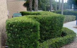 Podocarpus Macrophyllus Upright Yew - 1 Gallon Pot -Garden Plant Shop Podocarpus Upright Yew 11